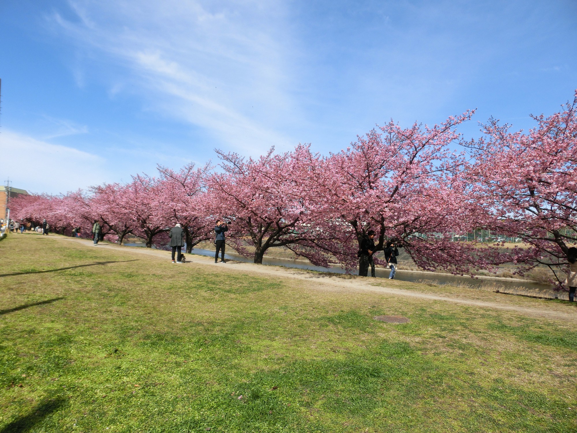 春のお便り 河津桜が満開の季節です お庭 ガーデン 外構工事 エクステリア ログハウス 庭夢 安城市 西尾市 碧南市 刈谷市 岡崎市