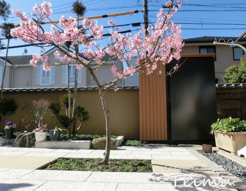 春のお便り 河津桜が満開の季節です お庭 ガーデン 外構工事 エクステリア ログハウス 庭夢 安城市 西尾市 碧南市 刈谷市 岡崎市